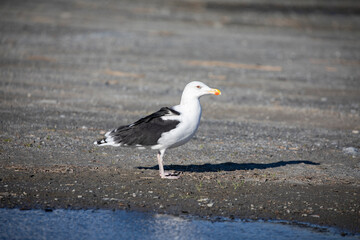 Black headed gull,Helgeland,Northern Norway,scandinavia,Europe