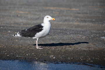 Black headed gull,Helgeland,Northern Norway,scandinavia,Europe