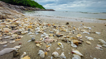 seashells on the sandy beach, beach and sea.