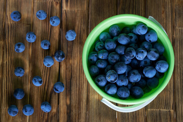 A plastic bucket full of wild plums sits on a rustic pine-board table. Gardening, farming and gathering