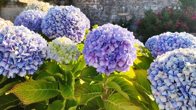 purple ortensie, blue hyacinth flowers