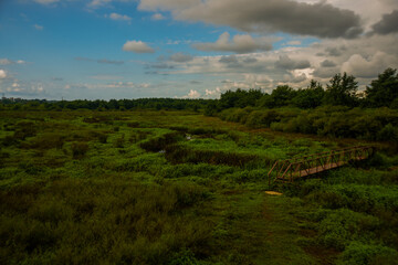 KOBULETI, GEORGIA: Rare and unique Ispani marshes in the Kobulet National Reserve on a cloudy summer day.
