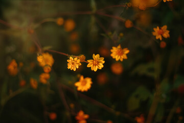 butterfly on a flower