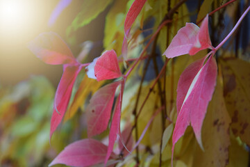 Colorful autumn leaves swaying in the wind, sun glare