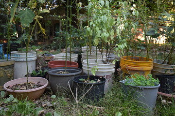 pots in the garden