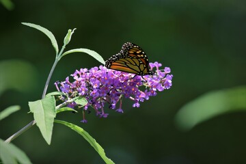 butterfly on flower