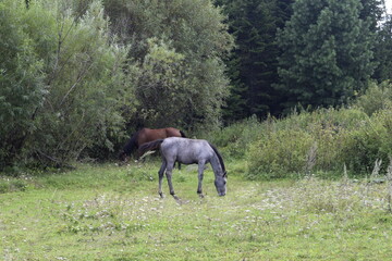 horses in the field