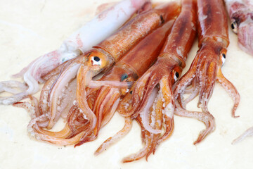 Fresh squid in close up shot. Top view of fresh squids are on the ground.