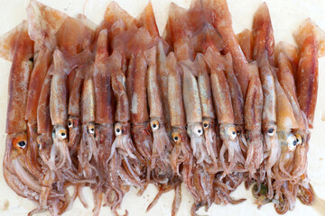 Fresh squid in close up shot. Top view of fresh squids are on the ground.