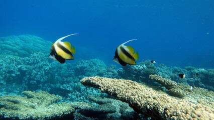 Butterfly fish. Red Sea kabuba - this fish grows up to 20 cm, feeds on zooplankton. Often in flocks over coral reefs.