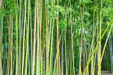 Zelfklevend Fotobehang bamboo forest background © Ilia