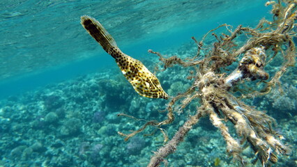 Beautiful fish on the Red Sea reef.

