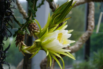Selenicereus undatus, the white-fleshed pitahaya, is a species of Cactaceae and is the most cultivated species in the genus.