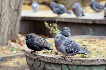 bird, pigeon, animal, nature, dove, wildlife, crow, beak, feather, birds, raven, wild, black, wing, feathers, animals, gray, grey, park, city, jackdaw, grass, head, rock, flying
