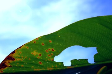 Polluting car silhouette that destroys with its carbon emissions a green leaf that symbolizes...