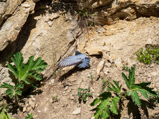 Bird in the mountains