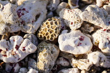  Environmenatl issues and dead coral. Climate change, Rising Sea Temperatures, pollution and tourism concept. Dead coral background.