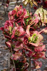 Codiaeum variegatium plants in nature garden