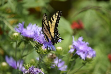 butterfly on a purple flower in garden