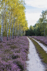 Road through the moor