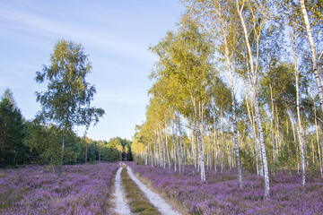Obraz premium Road through the moor