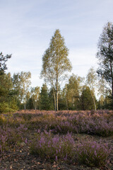The moor of blooming heathers