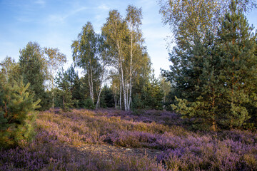 The moor of blooming heathers