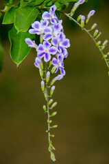 purple pigeon berry flowers