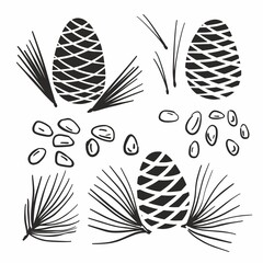 Obraz premium Cedar cone and cedar branches