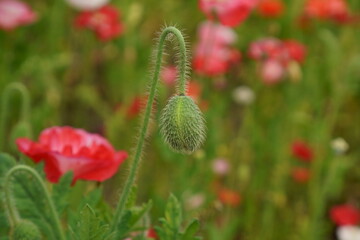 ポピーの蕾のクローズアップ