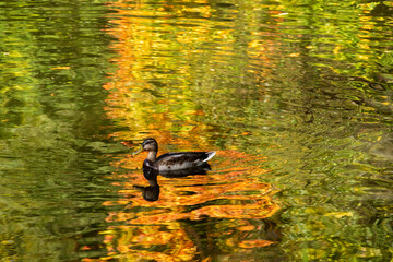 Kaczka w jesiennym stawie, Podlasie, Polska © podlaski49