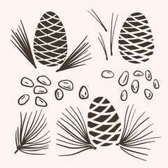 Cedar cone and cedar branches