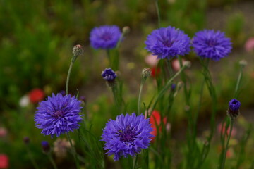 青い矢車草の花