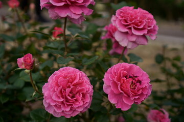 複数のピンク色のバラの花