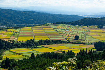 山本山高原のカラフルな畑