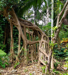 aerial roots tree. strange roots of young ficus in tropical park