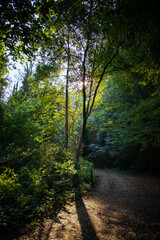 Naklejka premium Forest path