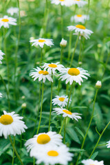 Close Up of Daisies in a Field in Glasgow Scotland
