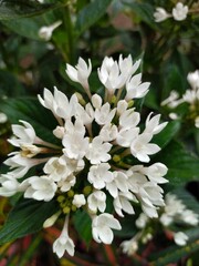 white flowers in the garden