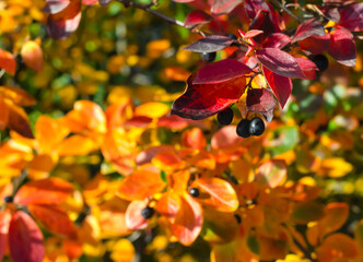 Autumn red and yellow foliage and a branch of a rowan tree
