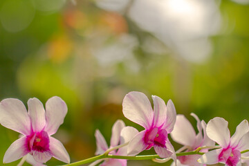 The orchid flower with the species name Dendrobium nobile is in bloom in white and purple