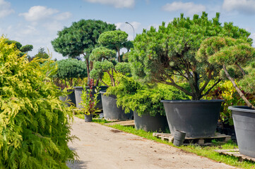 Fototapeta na wymiar A bright sunny day. Ornamental outdoor plants in tubs are sold in the nursery. Bushes and trees, garden and park decorations. Green natural background for the album, website, social networks.