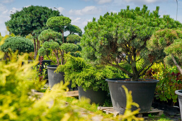 A bright sunny day. Ornamental outdoor plants in tubs are sold in the nursery. Bushes and trees, garden and park decorations. Green natural background for the album, website, social networks.