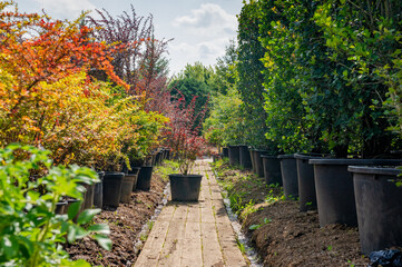Fototapeta na wymiar A bright sunny day. Ornamental outdoor plants in tubs are sold in the nursery. Bushes and trees, garden and park decorations. Green natural background for the album, website, social networks.