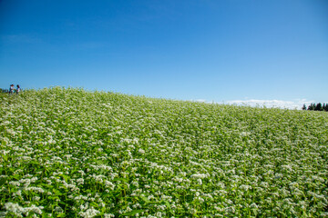 山本山高原の天空のそば畑