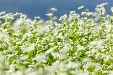 山本山高原の天空のそば畑