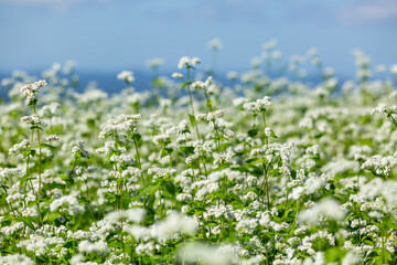 山本山高原の天空のそば畑