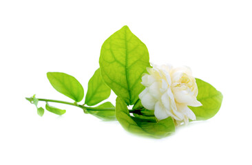 Naklejka premium White jasmine on white isolated background