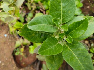 Ashvgandha plant