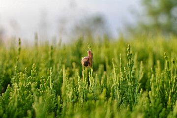 Snail